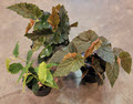 6" Begonia Angel Wing Assortment